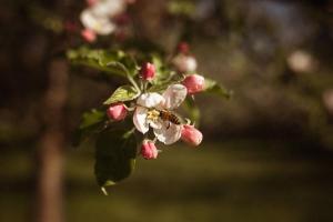 a bee sitting on a white flower on a tree at Primushäusl Gästehaus in Strobl +71 photos