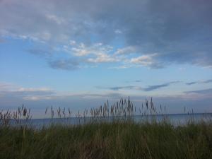 a field of tall grass in front of the ocean at Strandhaus Buchtmitte in Haffkrug