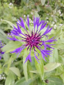 a purple flower is growing in a garden at B&B De Zeeaster in Kimswerd +13 photos
