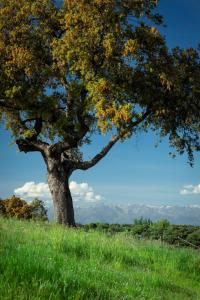 a tree on top of a hill with green grass at Casa Rural La Canaleja in Berrocalejo
