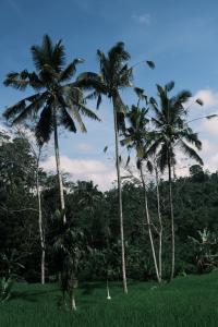 two palm trees in a field with green grass at The Ruler Bali in Penginyahan