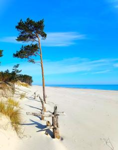 a beach with two trees and a fence in the sand at Apartament "Agatka" in Hel