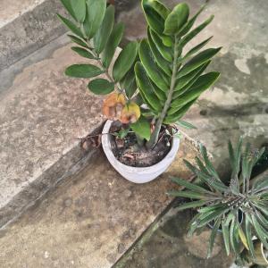 a small plant in a white pot on the ground at Bruno in São José de Ribamar
