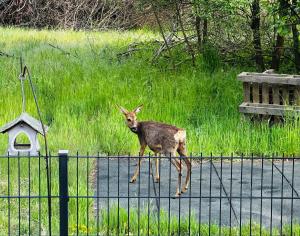 a deer is standing behind a fence at Ferienwohnung Am Waldesrand - Garten, Terrasse, Grill, Luftkühler, Massagesessel, Kinderspielecke, Spielekonsole in Cottbus +33 photos