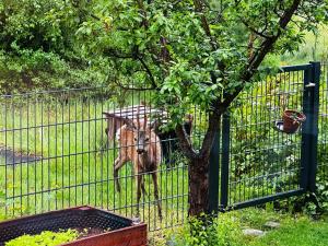 a donkey standing behind a fence next to a tree at Ferienwohnung Am Waldesrand - Garten, Terrasse, Grill, Luftkühler, Massagesessel, Kinderspielecke, Spielekonsole in Cottbus