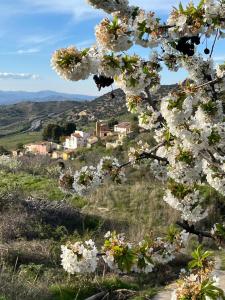 a tree with white flowers on a hill with a town in the background at La Casonna - Aluenda in El Frasno