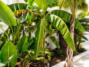 a bunch of banana trees in a greenhouse at Monolocale elegante con design moderno e atmosfera tropical chic in Nardò