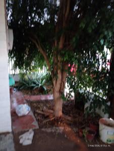 a tree in a yard with a stone walk way at Valle de Elqui in Vicuña