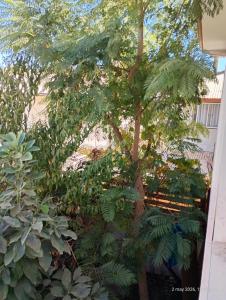 a tree in a garden with green plants at Valle de Elqui in Vicuña