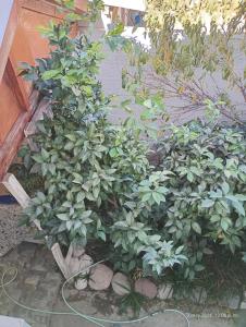 a garden with green plants next to a building at Valle de Elqui in Vicuña