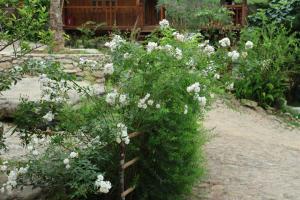 a bush with white flowers in a garden at ANOR Farmstay - Two Double Bed in Hue +9 photos