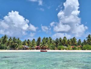 a tropical island with palm trees on a beach at Tikehau Herearii in Tikehau Airport +12 photos