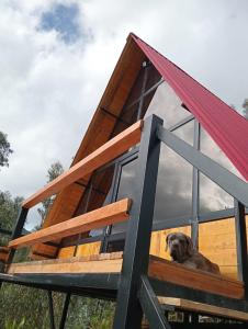 a dog sitting in the window of a house at Glamping Jadiva in Cucunubá