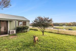 a dog standing in the grass next to a house at Bilpin Station in Bilpin