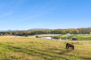 a brown horse grazing in a field of grass at Bilpin Station in Bilpin +4 photos
