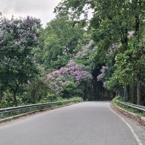 an empty road with flowering trees on both sides at Royal Homestay Siliguri in Silīguri Junction