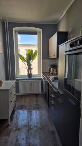 a kitchen with a potted plant in a window at Stadtnah an der Förde 65 1 in Flensburg +16 photos