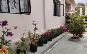 a row of potted plants are lined up against a wall at Marigold in Kalimpong
