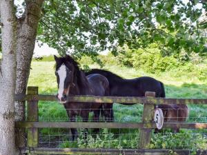a horse standing behind a fence next to a tree at Swallow Cottage - Uk49756 in Little Singleton