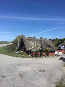 a thatched house with a white flowering tree next to a road at Det Bette Hus in Fladbjerg