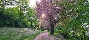 a path in a park with trees with purple flowers at Etappenziel in Rengsdorf