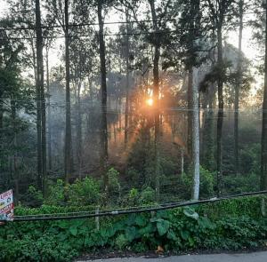 a sun shining through the trees in a forest at GURU RESIDENCY yercaud in Yercaud