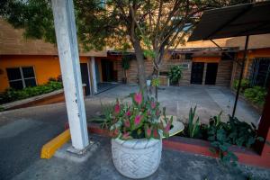 a large pot of flowers sitting in front of a building at Hotel Santa María in Mazatlán