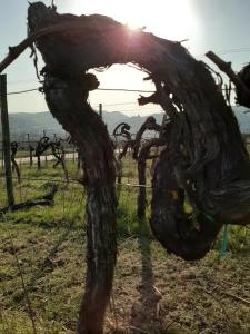 a vineyard with the sun in the background at Ferienweingut Schäfer in Niedersteinbach