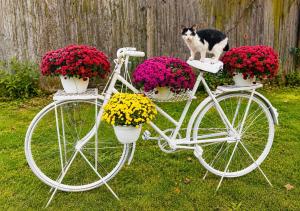 a white bike with flowers and a cat sitting on it at Serenity Garden Villa in Runcu