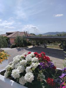 a bunch of flowers sitting in a garden at Il Finto Pepe di Alessia in Formia