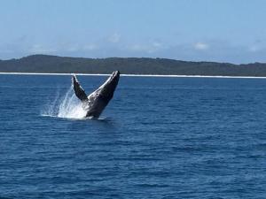 صورة لـ Sandy Footprints في Point Vernon