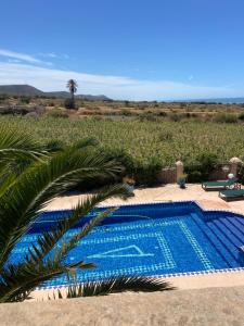 a blue swimming pool with a palm tree in front of a field at Suite majorelle in Moulay Douraïne +34 photos