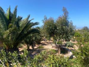 a group of palm trees in a field at Suite majorelle in Moulay Douraïne