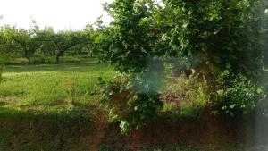 a tree in the middle of a field at B&B Il Nocciolino in La Fabbrica +3 photos