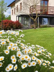 En have udenfor Daisy