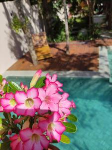a bunch of pink flowers next to a swimming pool at TEMPLÁRIOS ECOVILLA Pousada in Pirenópolis