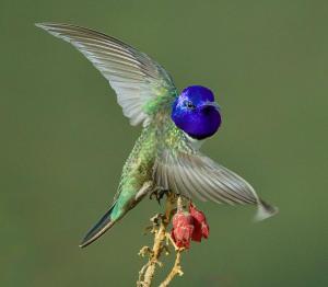 a hummingbird in flight eating a flower at Shua Kasi Mindo in Mindo