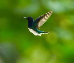 a hummingbird flying in the air with its wings out at Shua Kasi Mindo in Mindo