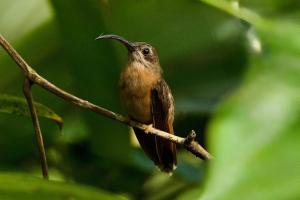a hummingbird sitting on a tree branch at Shua Kasi Mindo in Mindo