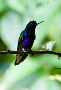 a hummingbird sitting on a tree branch at Shua Kasi Mindo in Mindo +1 photo