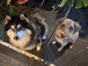 two dogs are standing next to each other at The Ship Inn in St Austell