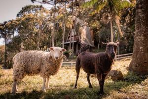 two sheep standing in a field next to a tree at Cabana Recanto da Araucária in Santa Cruz do Sul