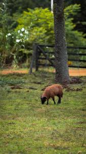 a brown sheep walking in the grass near a tree at Cabana Recanto da Araucária in Santa Cruz do Sul +33 photos