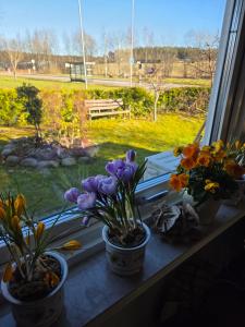 three potted plants on a window sill with a view of a park at En stor trea i hus max 4 pers in Nygård