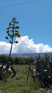 a small pine tree in a field next to a tree at Mostepa in Carpintería