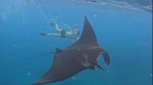 a diver and a whale shark in the water at Meket Bungalows in Nusa Penida