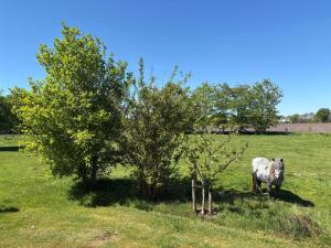 a sheep standing in a field next to two trees at Ferienhaus Franzen 35679 in Uplengen