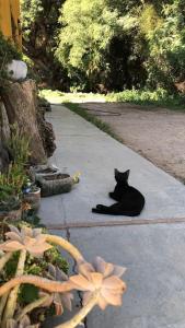 a black cat laying on the ground on a sidewalk at Hidden house in La Fronterita de Amaicha in Amaicha del Valle