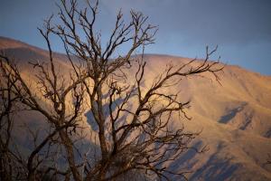 a dead tree with a mountain in the background at Hidden house in La Fronterita de Amaicha in Amaicha del Valle