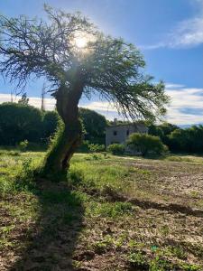 a tree in a field with the sun behind it at Hidden house in La Fronterita de Amaicha in Amaicha del Valle